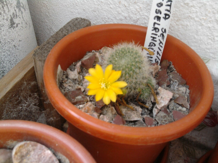 Rebutia senilis keseleringiana (1)