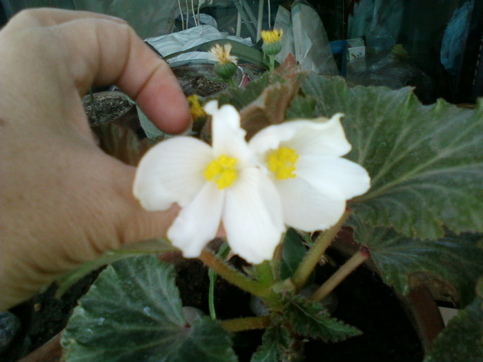 my picture-august 2011 025; begonia tuberhybrida-flori albe
