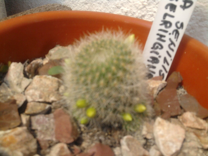 Rebutia senilis keseleringiana bobocei - Rebutia