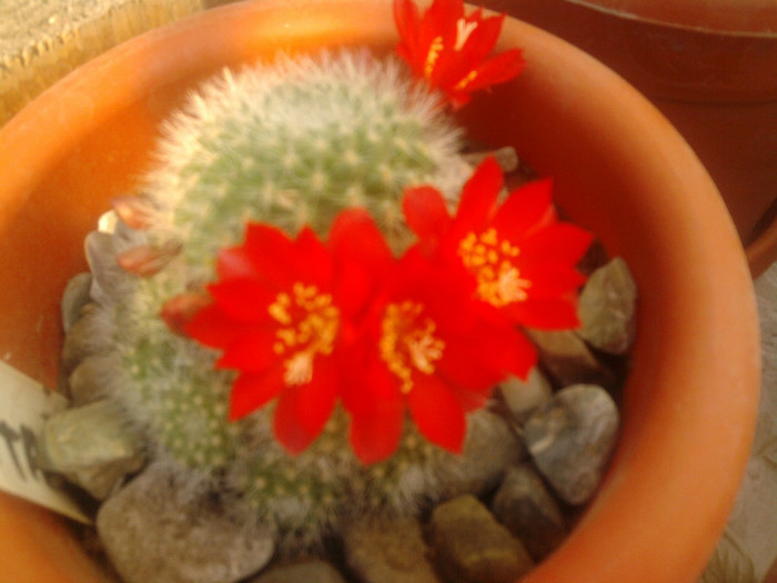 Rebutia tarvitaensis