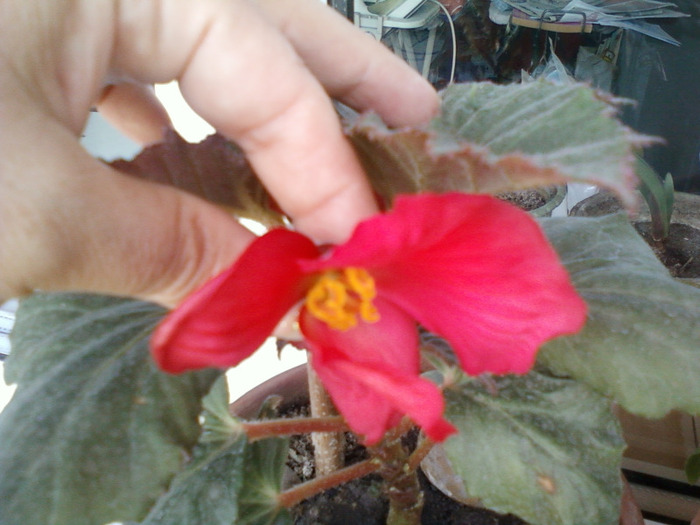 my picture-august 2011 026; begonia tuberhybrida-flori rosii
