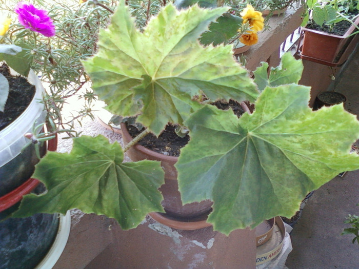 my pictures-27 august 2011 013; begonia ?...inca nu stiu de care e ...
