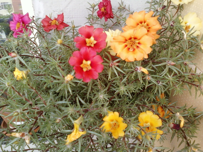 my pictures-27 august 2011 061; portulaca grandiflora
