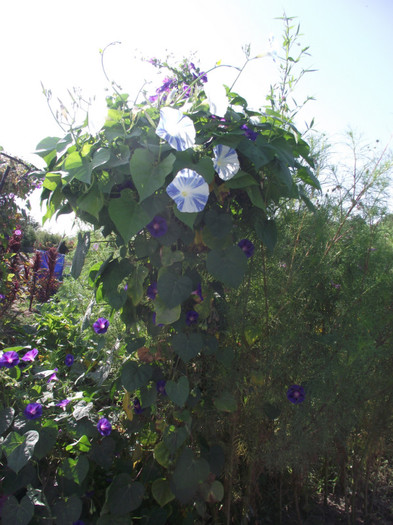 zorele pe cuier; august 2011
