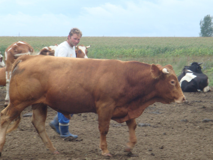 taur Limousine - bovine de carne