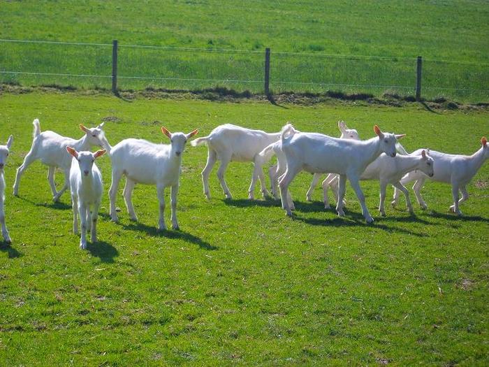 de vanzare -7-8 luni caprite - crescatori de capre -austria ziege farm