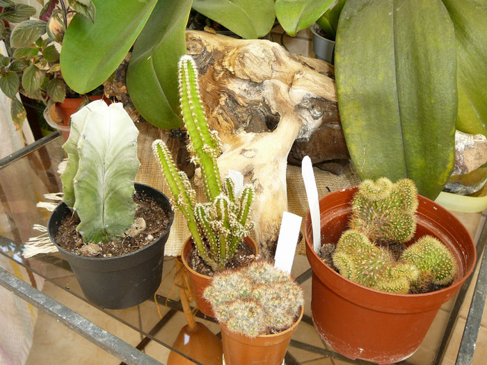 27.08 cactusi de la Nikolici