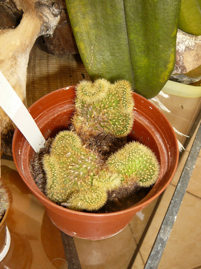 27 august 021 - cactusi si suculente
