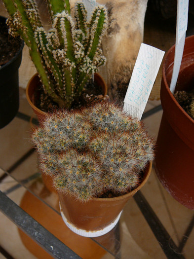 27 august 022 - cactusi si suculente