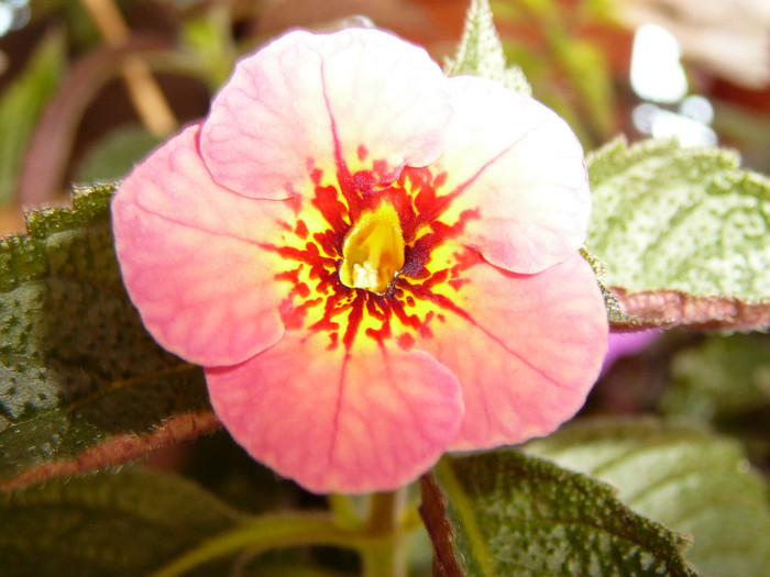 27 august 033 - achimenes