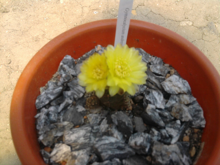 Gymnocalycium andeae (2) - Gymnocalycium