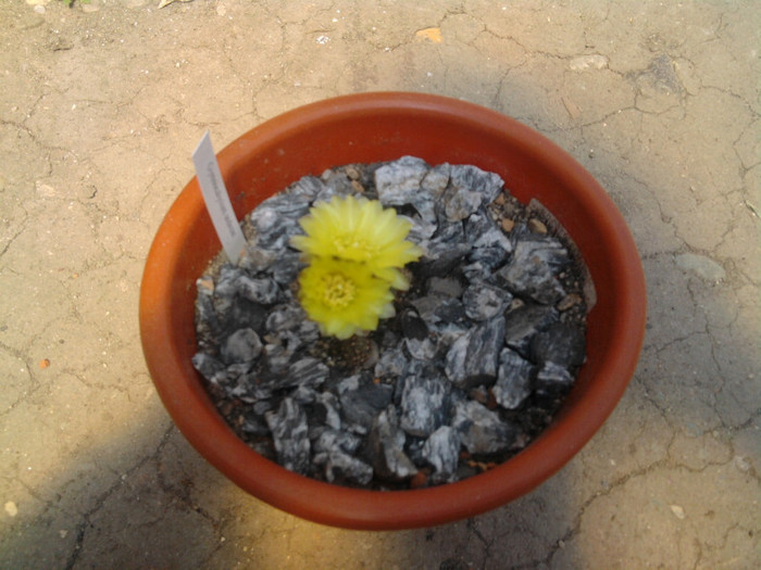 Gymnocalycium andeae (3) - Gymnocalycium