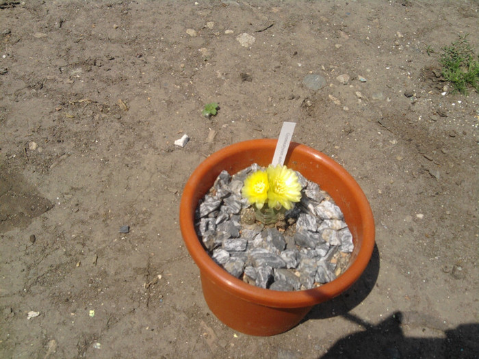 Gymnocalycium andeae (5) - Gymnocalycium