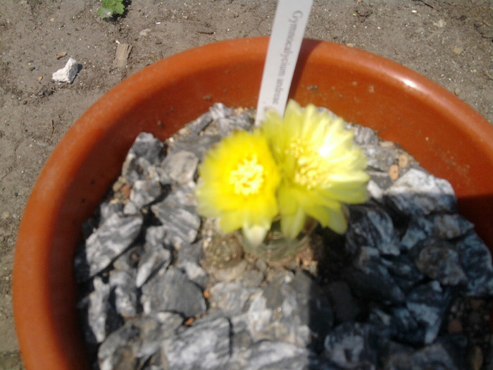 Gymnocalycium andeae (6) - Gymnocalycium