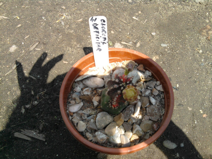 Gymnocalycium mihanovichii v. friedrichi f. satirat - Gymnocalycium