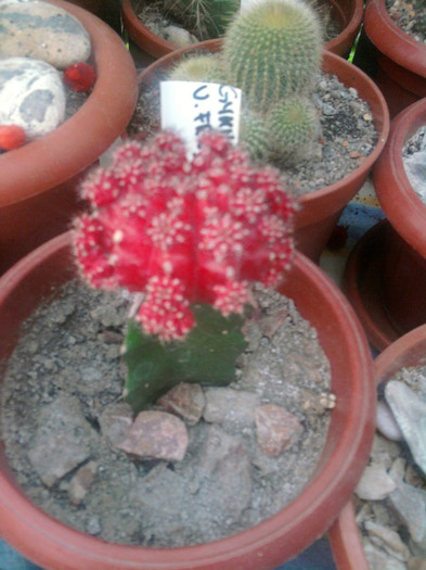 Gymnocalycium mihanovichii v. friedrichi. f. rubra