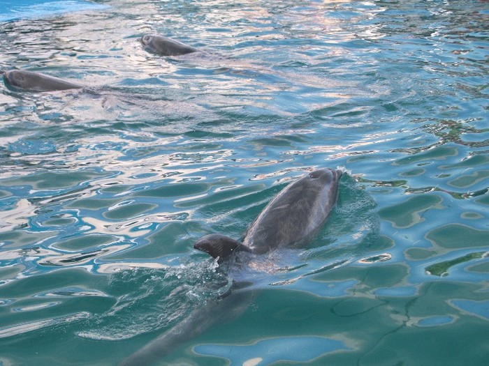 poze 259 - Delfinariu Constanta