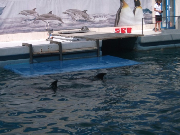 poze 260 - Delfinariu Constanta
