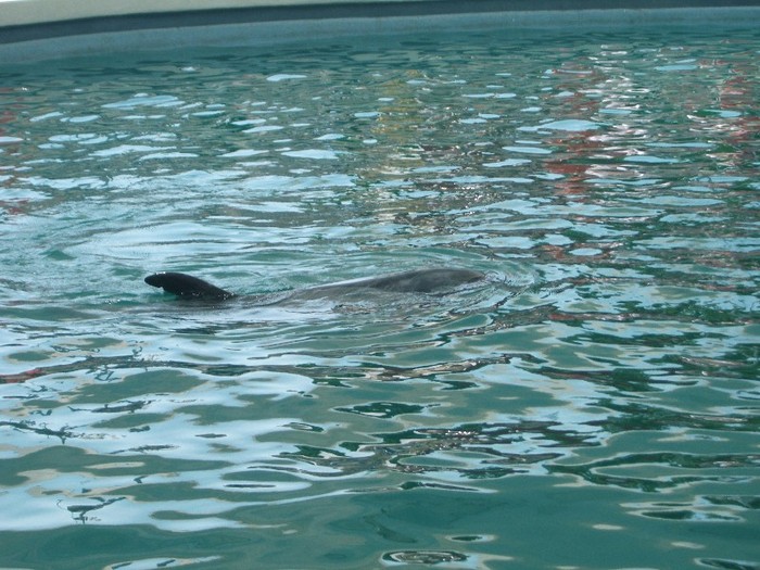 poze 261 - Delfinariu Constanta