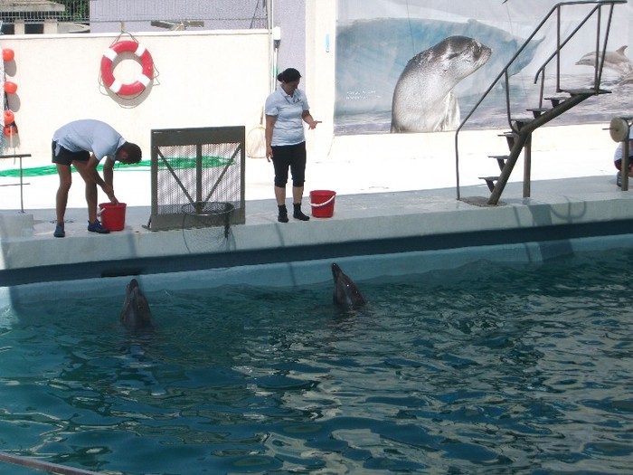 poze 237 - Delfinariu Constanta