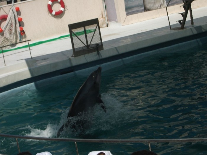 poze 246 - Delfinariu Constanta