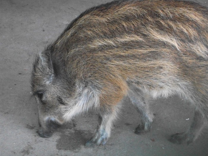 poze 338 - Microrezervatia Delta Dunarii