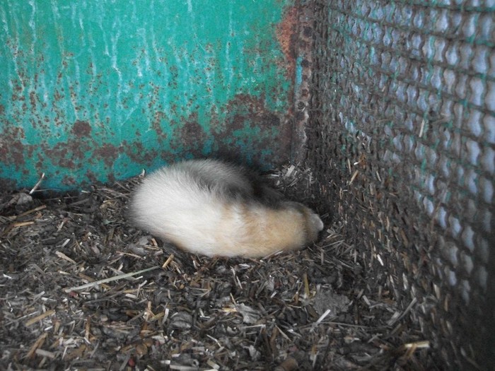 poze 347 - Microrezervatia Delta Dunarii