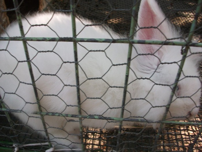 poze 349 - Microrezervatia Delta Dunarii