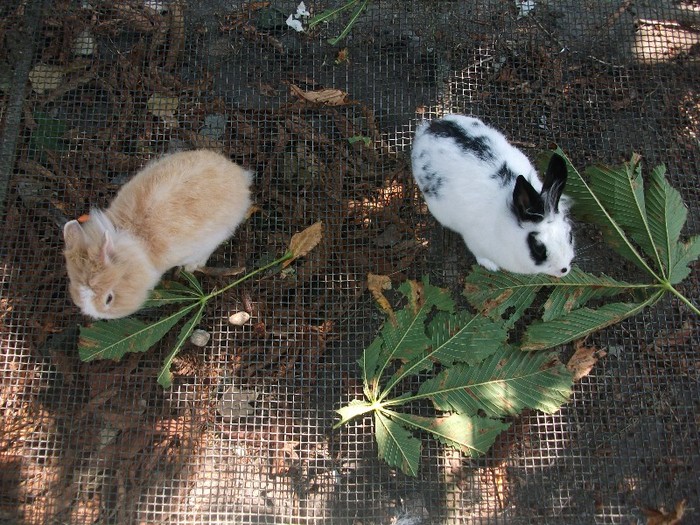 poze 352 - Microrezervatia Delta Dunarii