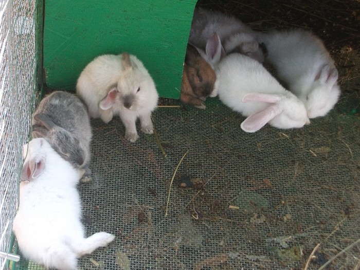 poze 353 - Microrezervatia Delta Dunarii