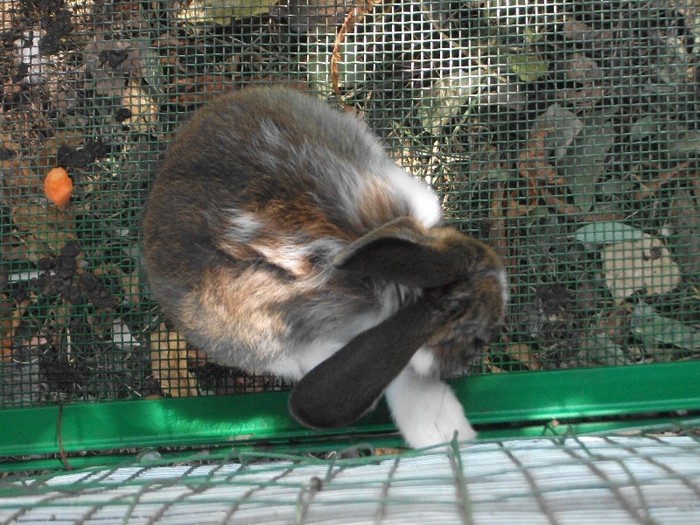 poze 354 - Microrezervatia Delta Dunarii