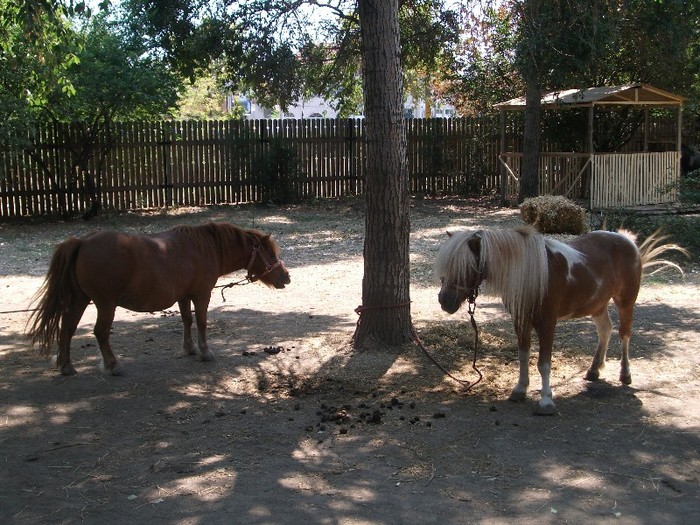 poze 355 - Microrezervatia Delta Dunarii