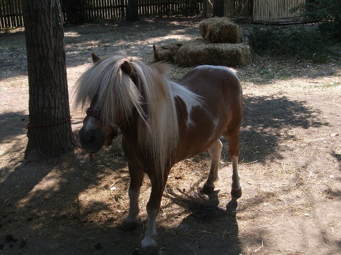 poze 356 - Microrezervatia Delta Dunarii