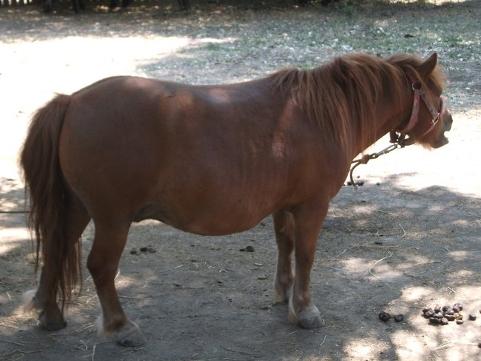 poze 357 - Microrezervatia Delta Dunarii