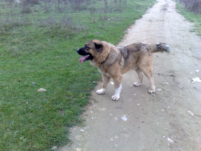 DIXI 2 ANI %u015EI 5 LUNI
