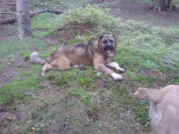 DIXI LA MUNTE