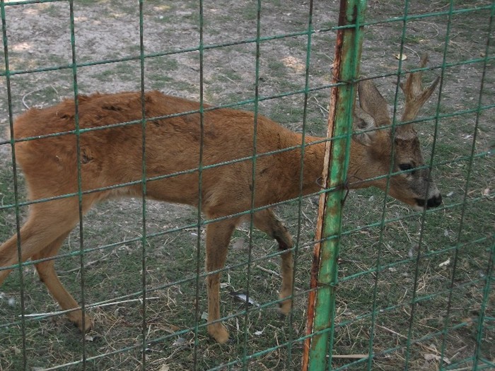 poze 320 - Microrezervatia Delta Dunarii