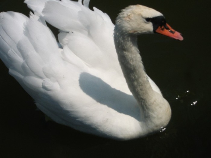 poze 375 - Microrezervatia Delta Dunarii