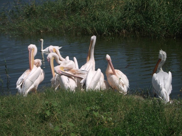 poze 373 - Microrezervatia Delta Dunarii