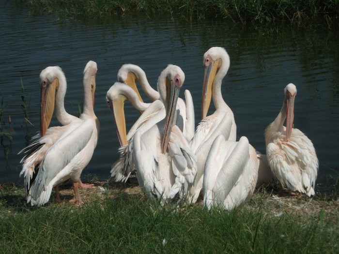 poze 374 - Microrezervatia Delta Dunarii