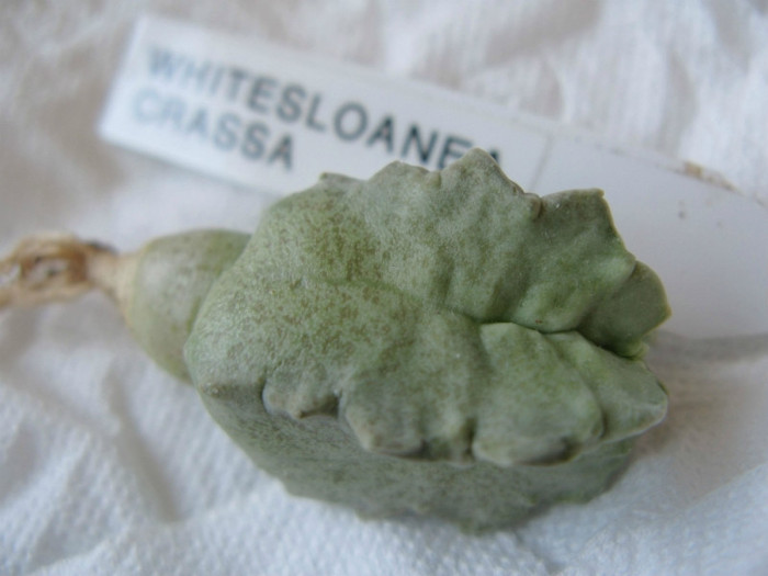 Whitesloanea crassa - Asclepiadaceae  Aizoaceae