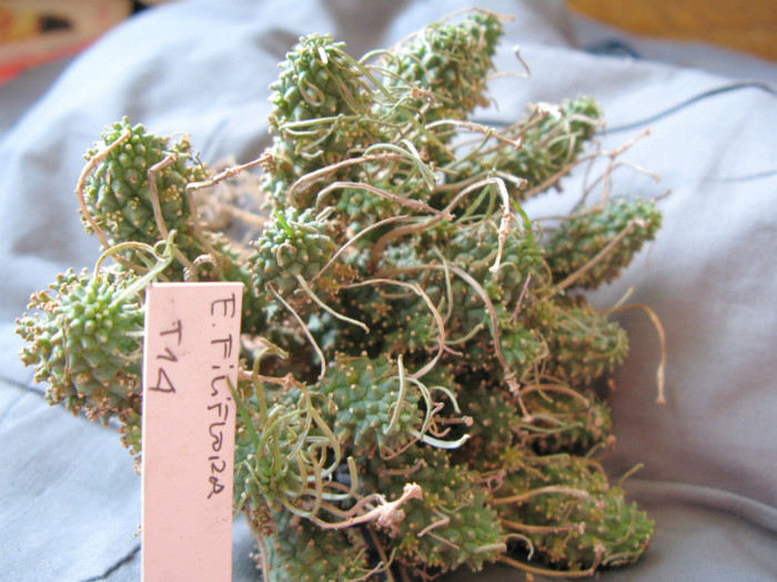 Euphorbia filiflora