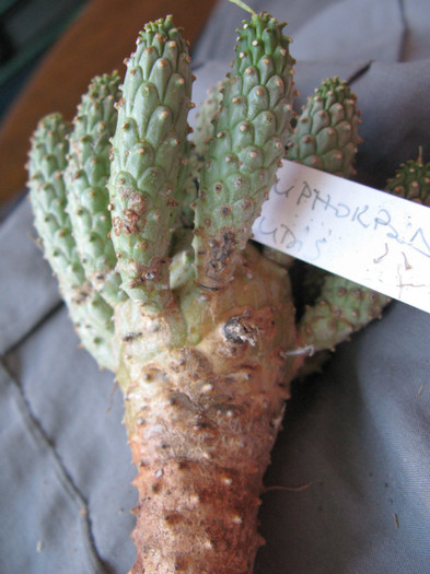 Euphorbia clandestina - EUPHORBIA - album foto 2