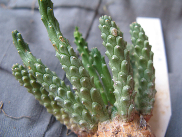 Euphorbia  coliculina - EUPHORBIA - album foto 2