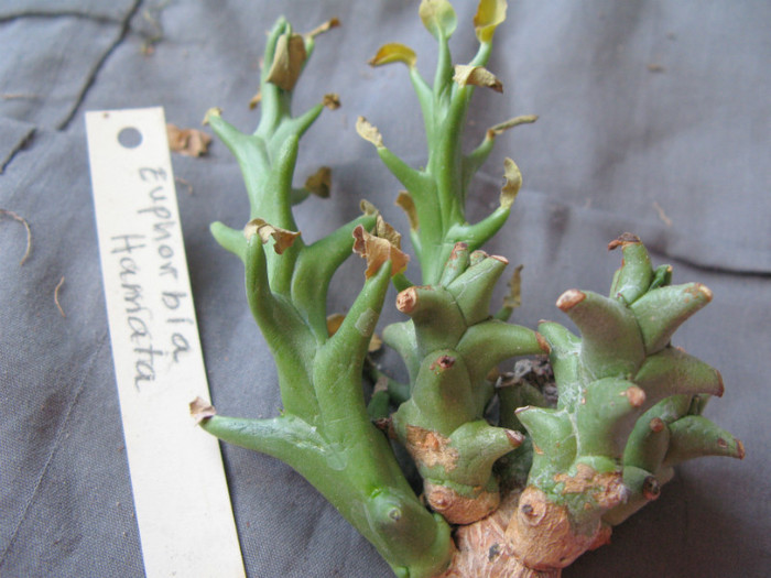 Euphorbia hamata