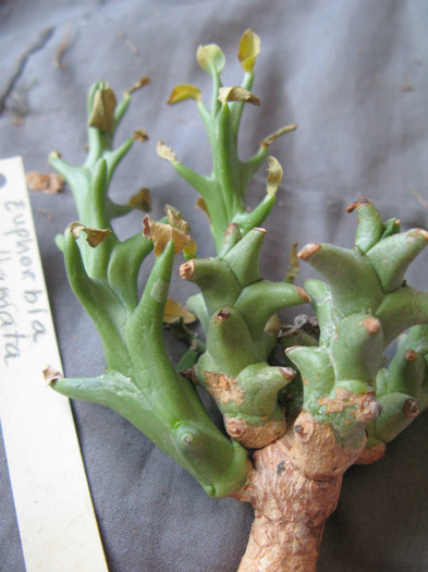 Euphorbia hamata - EUPHORBIA - album foto 2