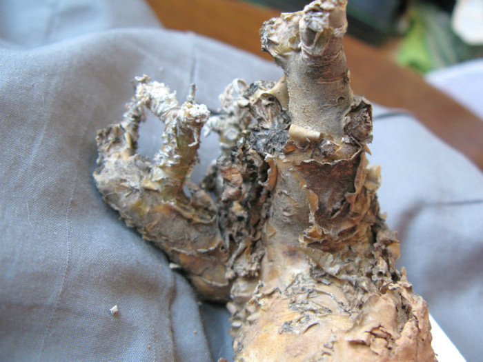 Tylecodon racemosa - Tylecodon