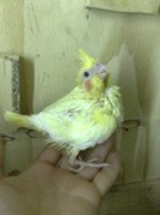 37772842_SQXTHQQLA[1]