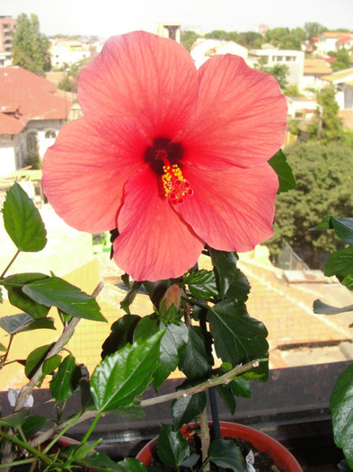 hibi cairo corai - C-hibiscus 2011- 1