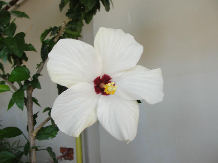 hibi cairo white - C-hibiscus 2011- 1